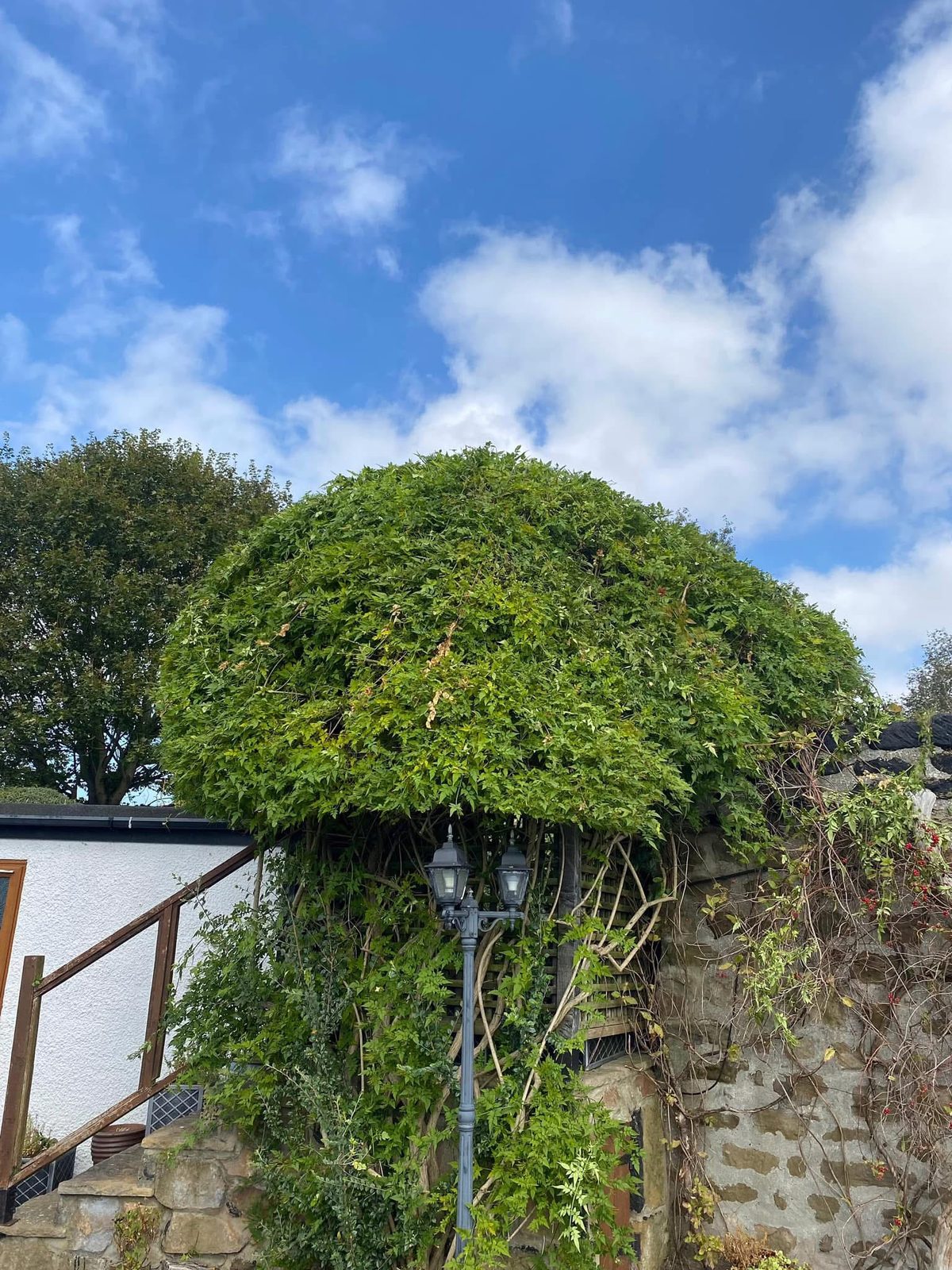 A large hedge shaped into a dome above a stone wall and an old lamp post