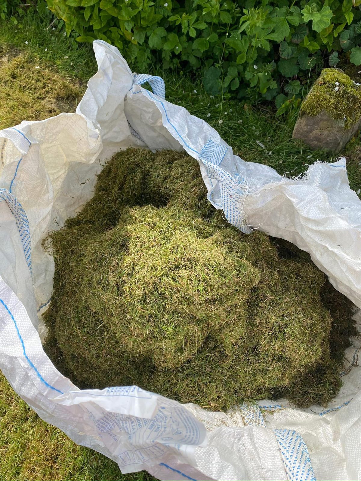 A builder’s bag filled with dead grass and thatch raked out of a lawn